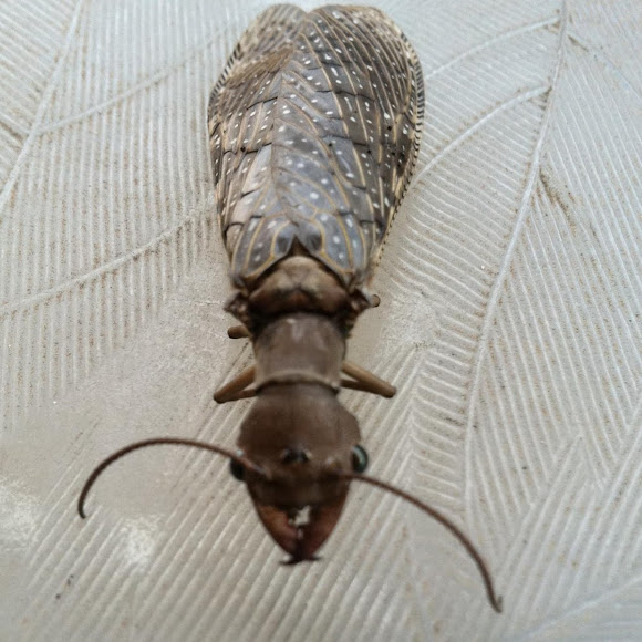 Spotting Image 1