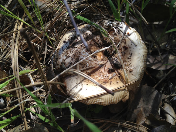 Spotting Image 1
