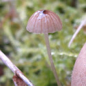 Hairy Leg Bell