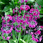 Primula pulverulenta