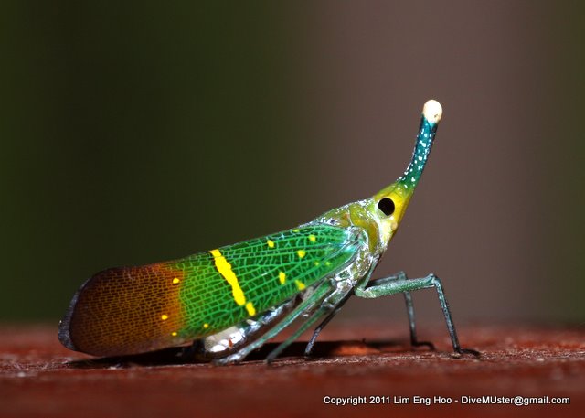 Lantern Bug