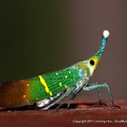 Lantern Bug