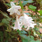 Glossy Abelia