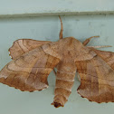 Walnut Sphinx Moth