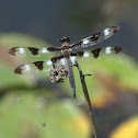 Twelve-spotted Skimmer