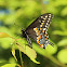 Black Swallowtail
