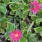 aptenia cordifolia