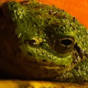 Grey Tree Frog