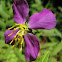 Virginia Meadow Beauty