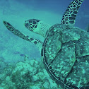 Green sea turtle