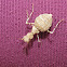 Ground Mantid