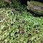 Moss