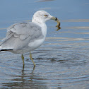 Ring-billed Gull