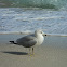 Ring-billed Gull