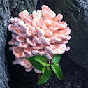 Chicken mushroom
