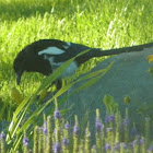 Magpie