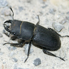 Lesser Stag Beetle