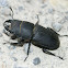 Lesser Stag Beetle