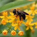 Eastern Carpenter Bee