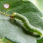 Eighty-eight butterfly caterpillar