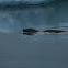 Grey Seal