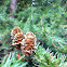 Dunkeld Larch