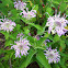 Wild bergamot/bee balm