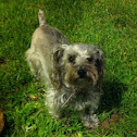 Schnoodle