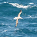 Albatross or Mollymawk?
