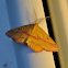 Chickweed Geometer Moth