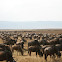 Blue Wildebeest