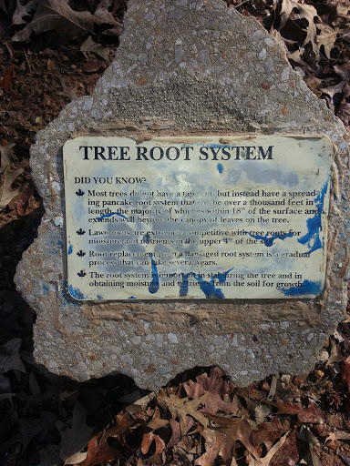 Tree Root System