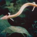 Olm