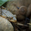 Green Frog