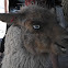 Chilean Llama