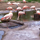 Flamingo