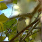 White-Eyed Vireo
