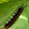 caterpillar