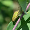 shield bug