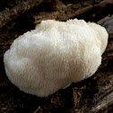 Bearded Tooth Fungus