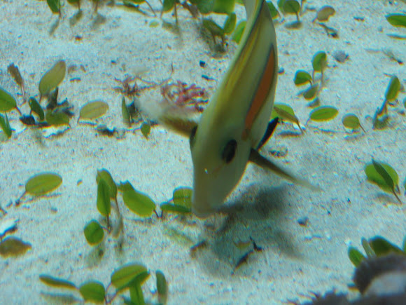 Spotting Image 1