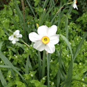 Daffodil