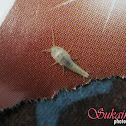 Silverfish