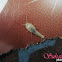 Silverfish