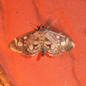 Crowned Phlyctaenia Moth