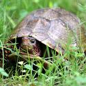 Three-Toed Box Turtle
