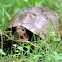 Three-Toed Box Turtle