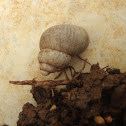 Snail / Puž