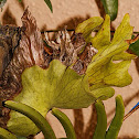 Platycerium corronarium