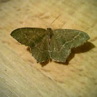 Common Emerald